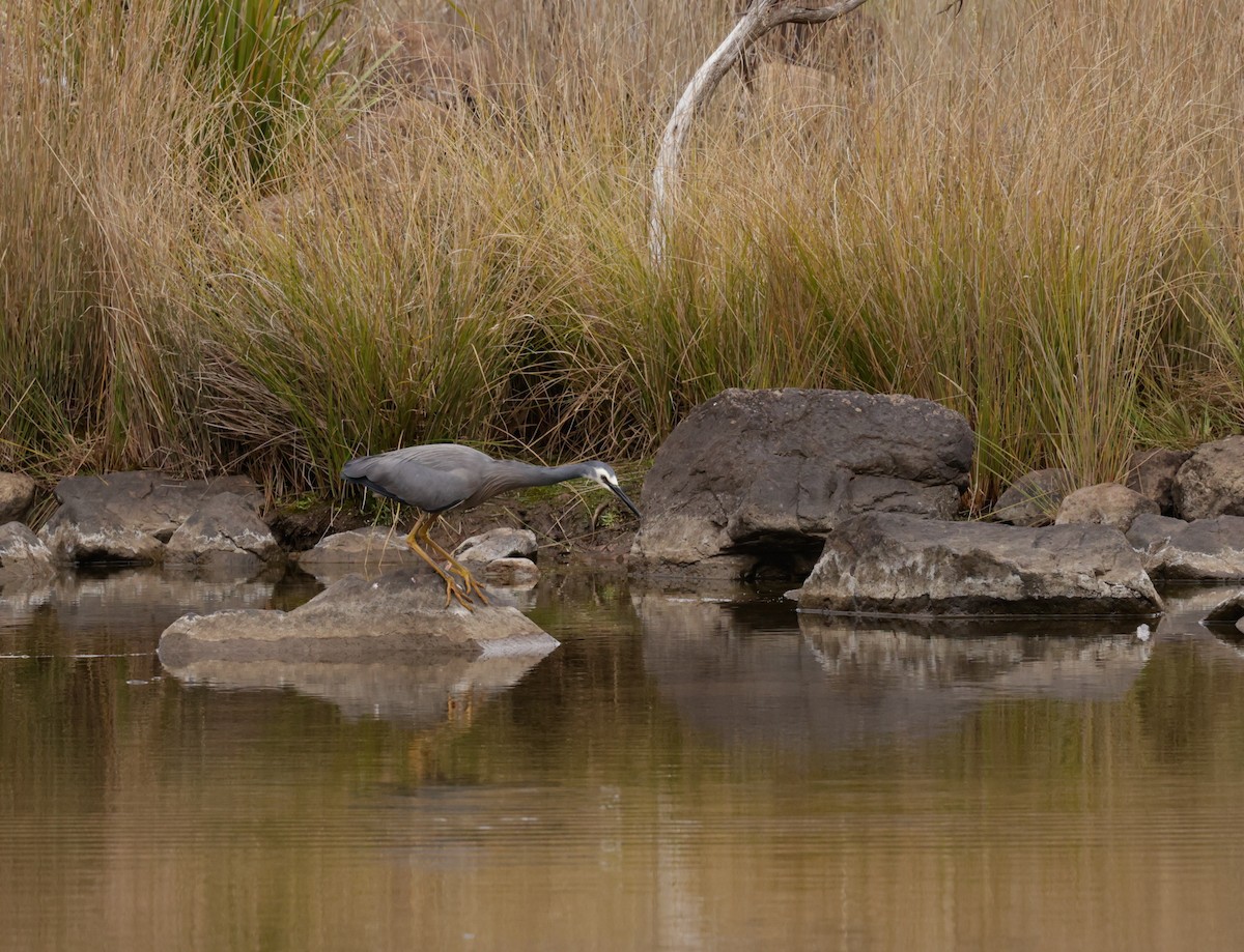 White-faced Heron - ML608315882