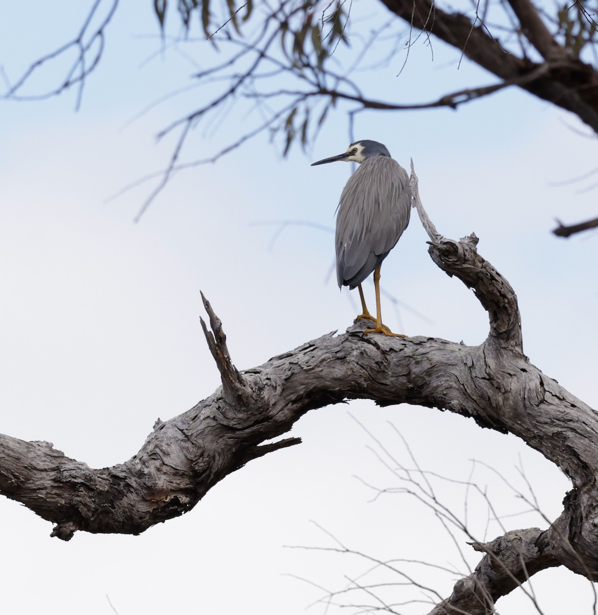 White-faced Heron - Cheryl McIntyre