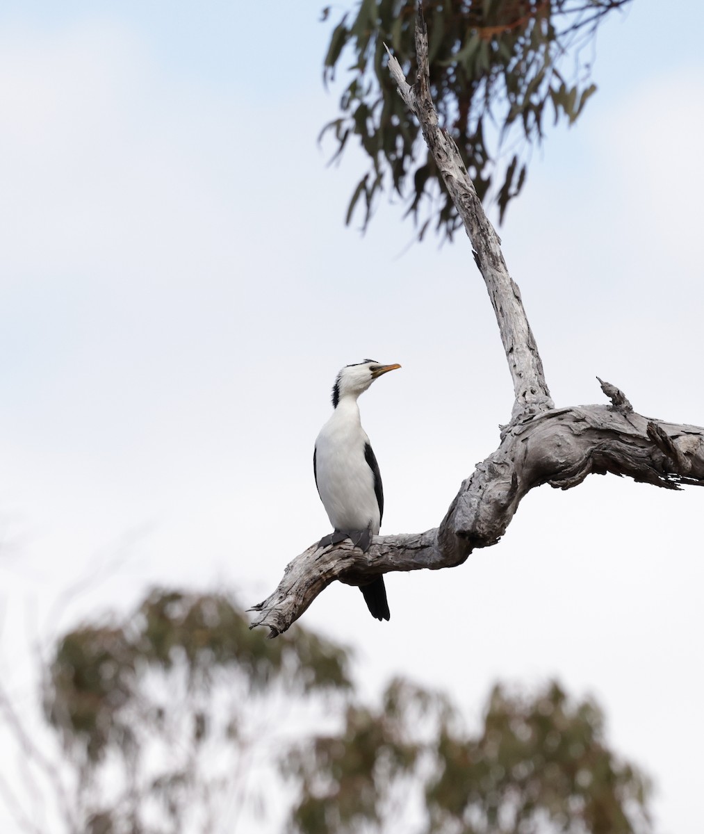 Little Pied Cormorant - Cheryl McIntyre