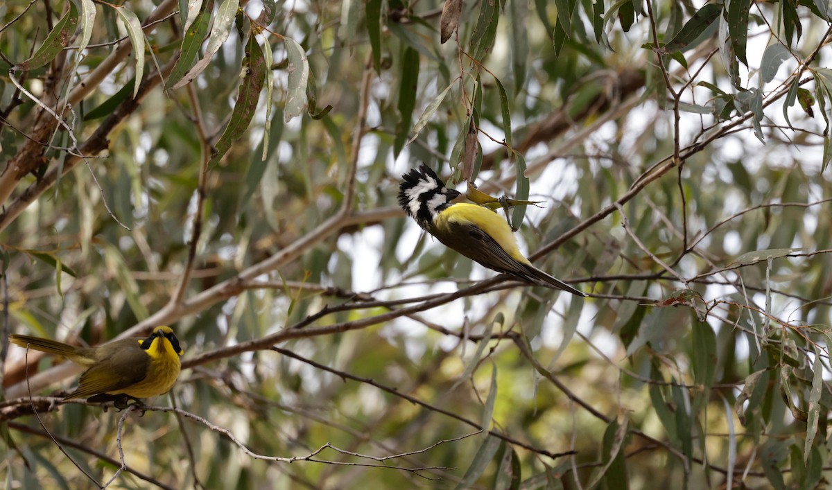 Eastern Shrike-tit - Cheryl McIntyre