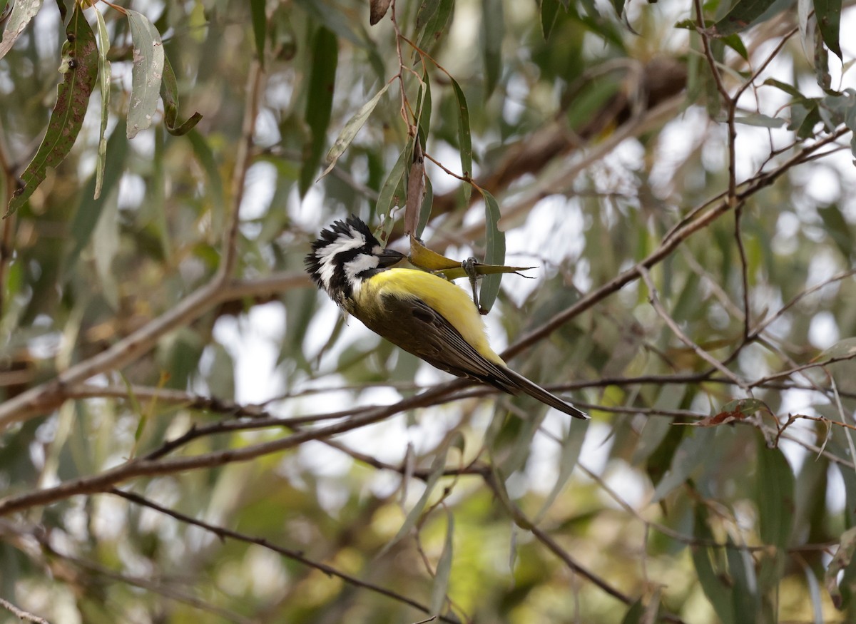 Eastern Shrike-tit - Cheryl McIntyre