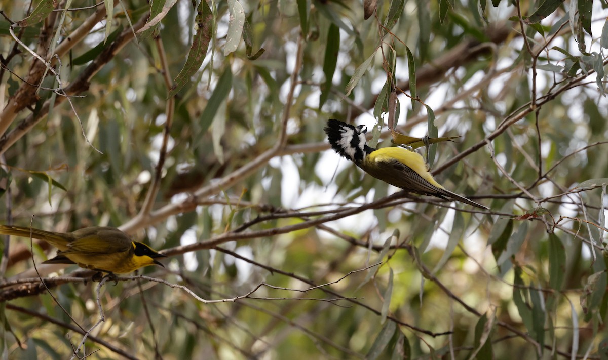 Eastern Shrike-tit - Cheryl McIntyre