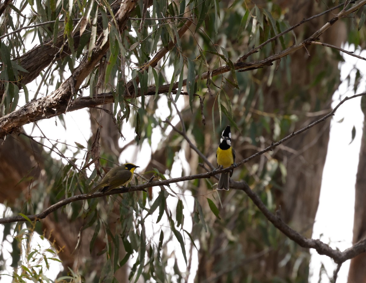 Eastern Shrike-tit - ML608315892