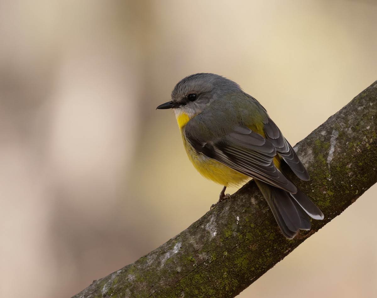 Eastern Yellow Robin - ML608315901