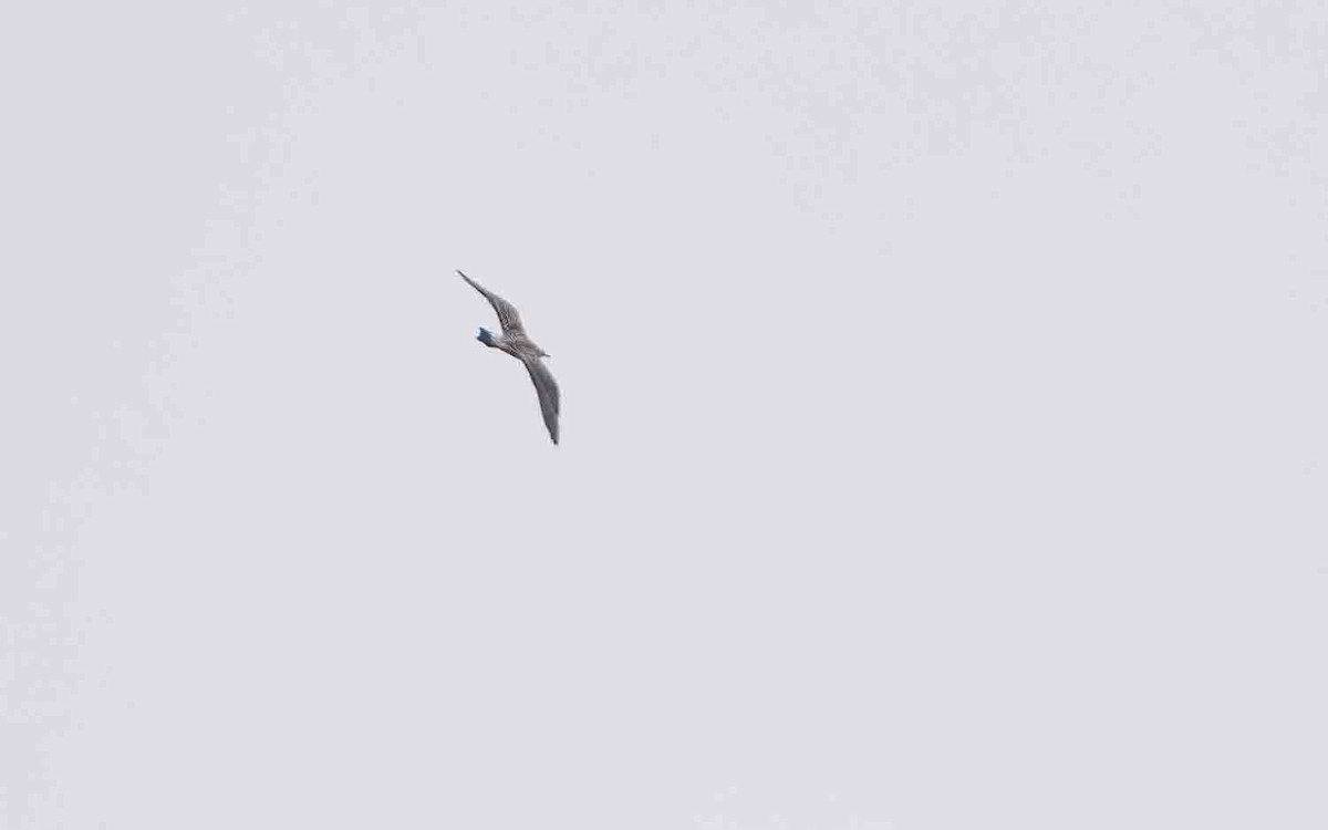Long-tailed Jaeger - ML608315917