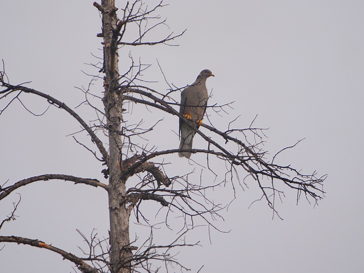 Band-tailed Pigeon - ML608315990