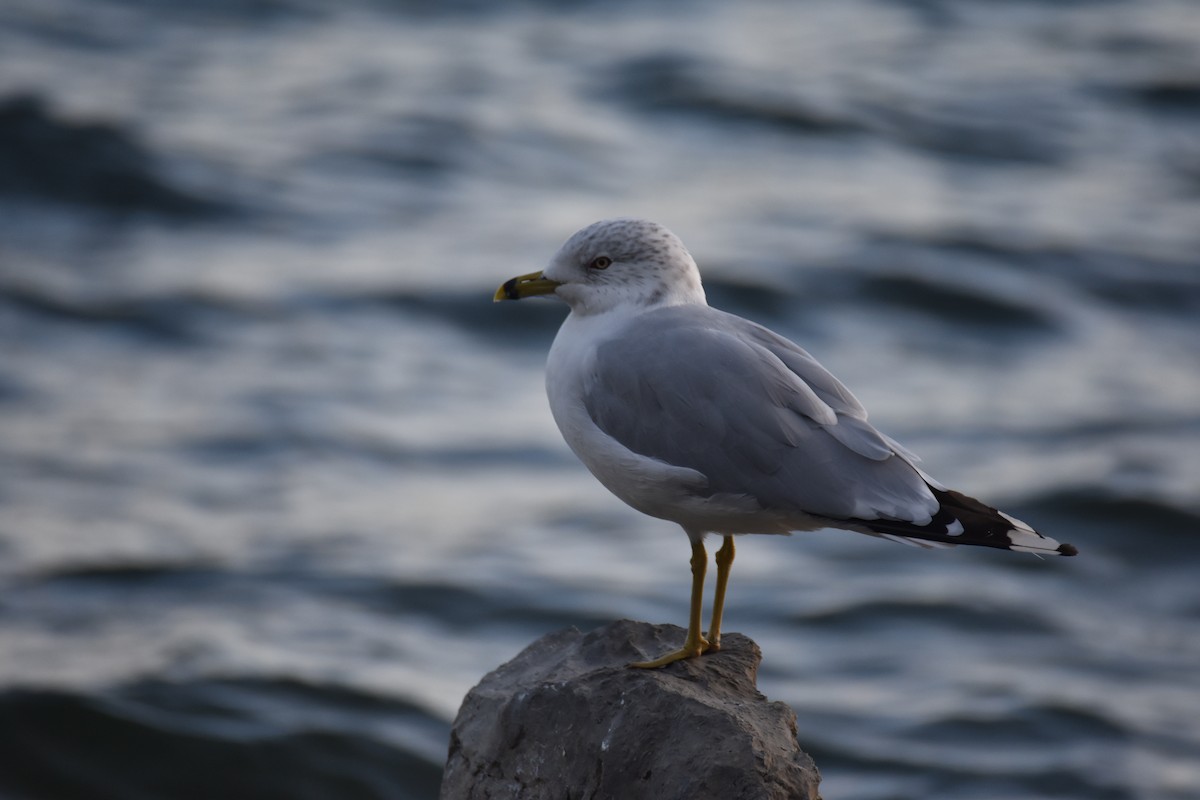 Ring-billed Gull - ML608315992