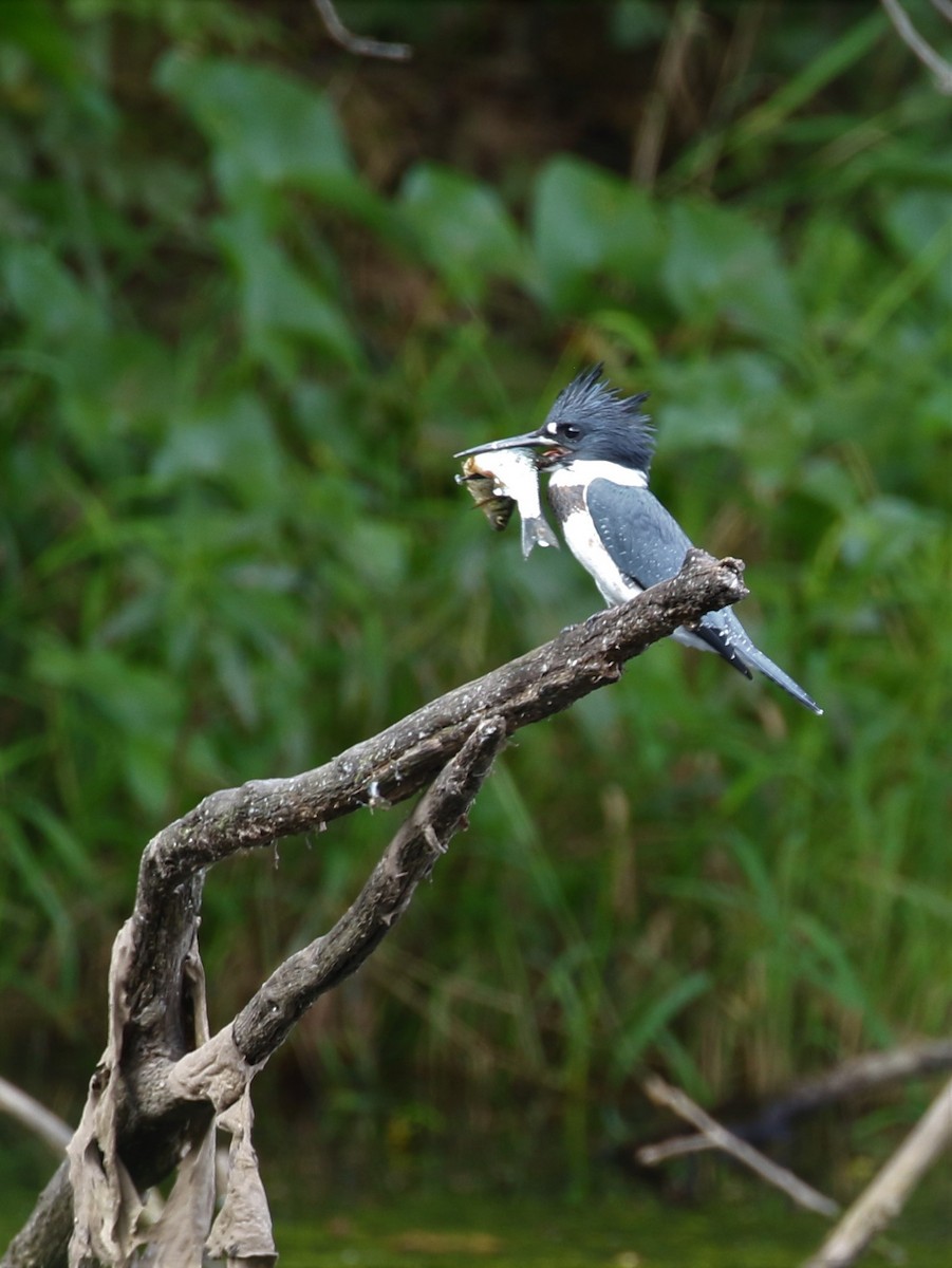 Belted Kingfisher - ML608316005