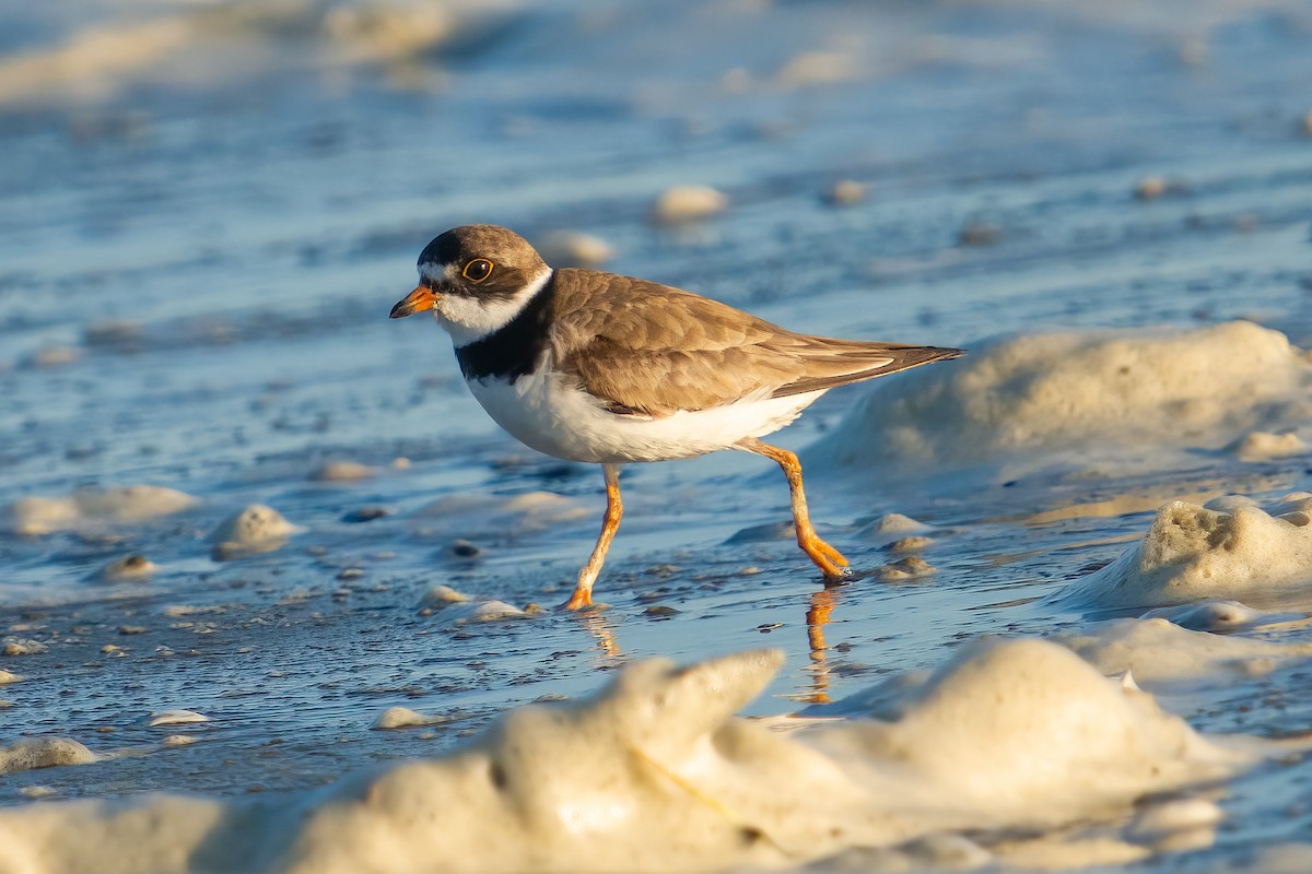 Semipalmated Plover - ML608316120