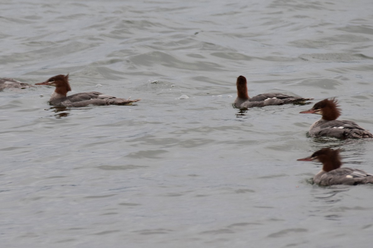 Common Merganser - ML608316219