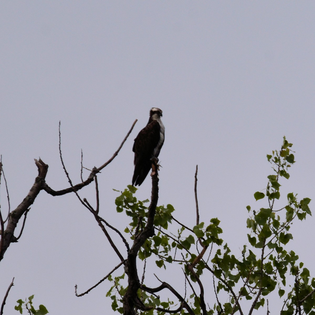 Osprey - ML608316238