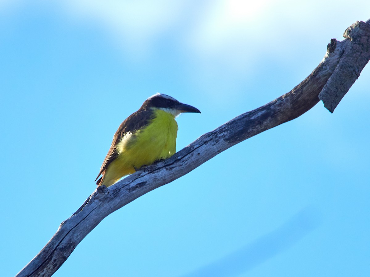 Boat-billed Flycatcher - ML608316257