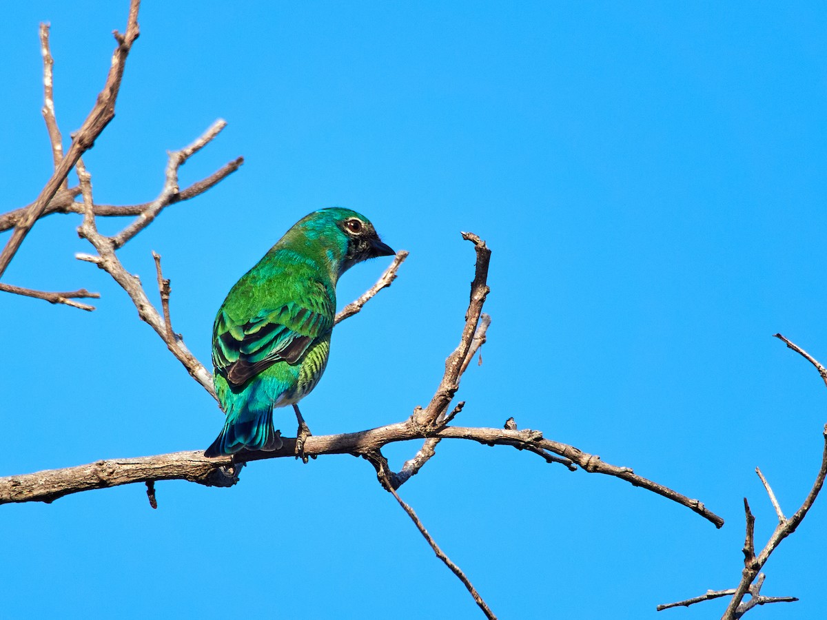 Swallow Tanager - ML608316258