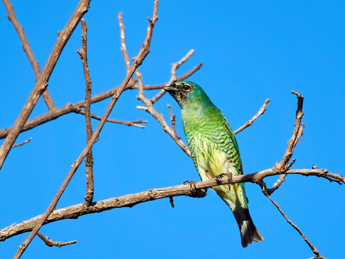 Swallow Tanager - ML608316261