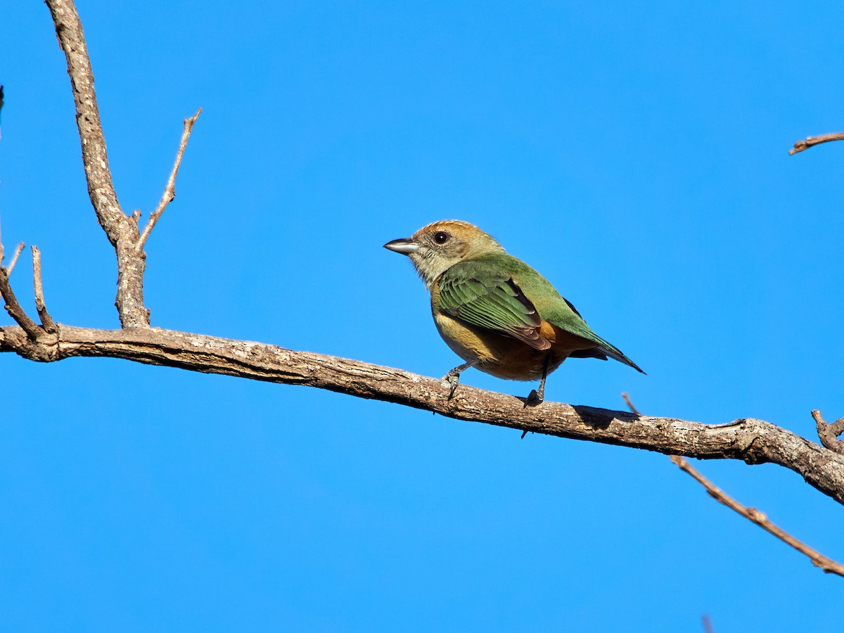 Burnished-buff Tanager - ML608316264