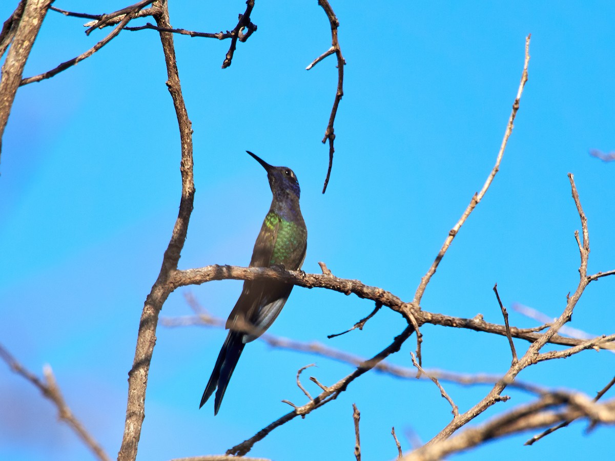 Colibrí Golondrina - ML608316266