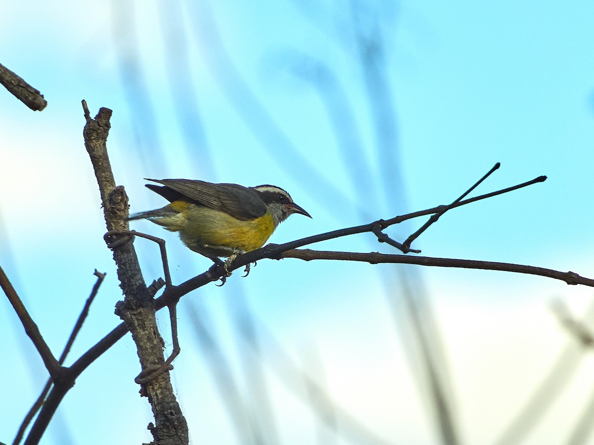 Sucrier à ventre jaune - ML608316274