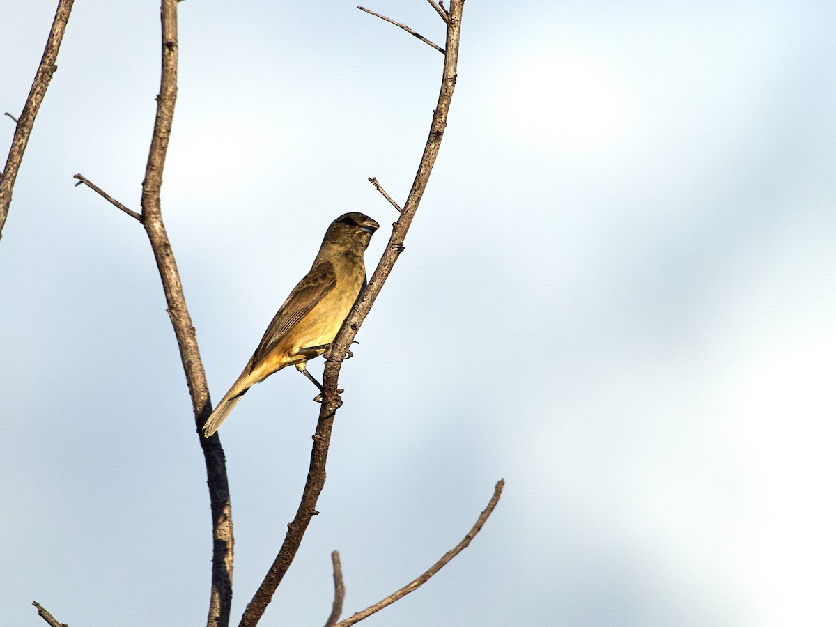 Plumbeous Seedeater - ML608316288