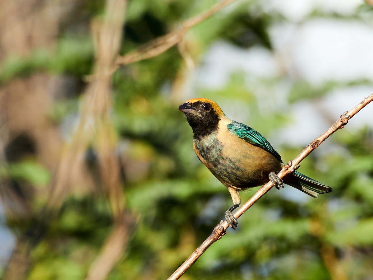 Burnished-buff Tanager - ML608316291
