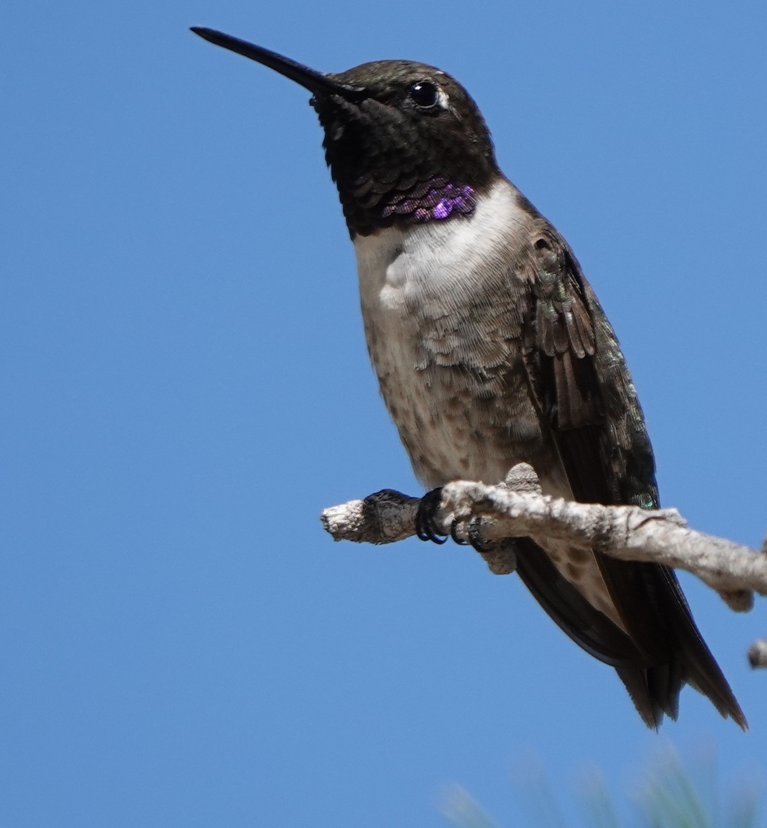 Black-chinned Hummingbird - ML608316435