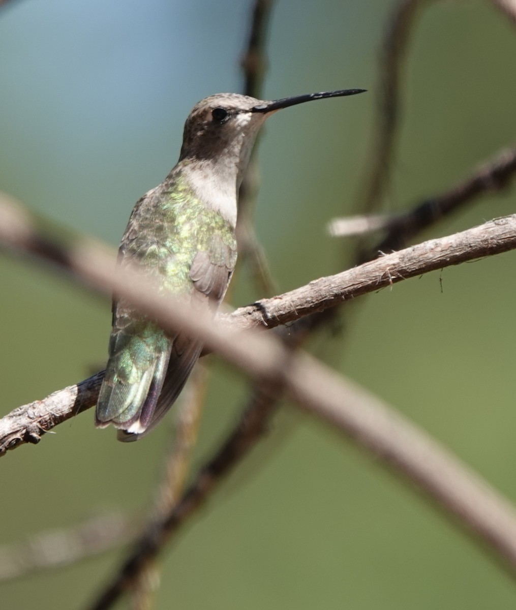 Black-chinned Hummingbird - Kirsti Aamodt