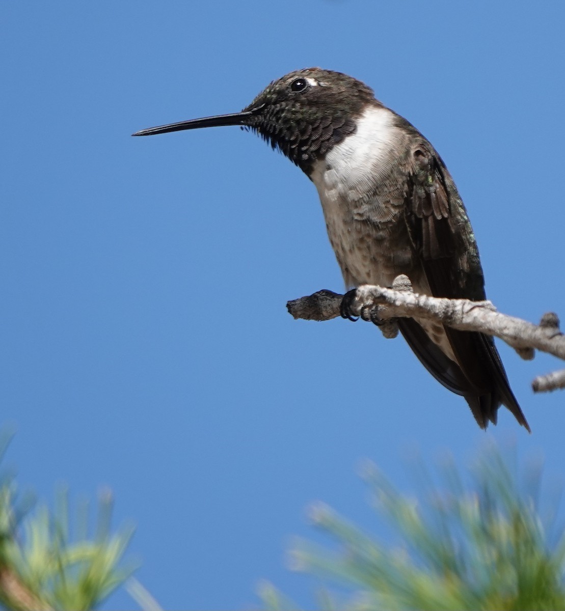 Black-chinned Hummingbird - ML608316438
