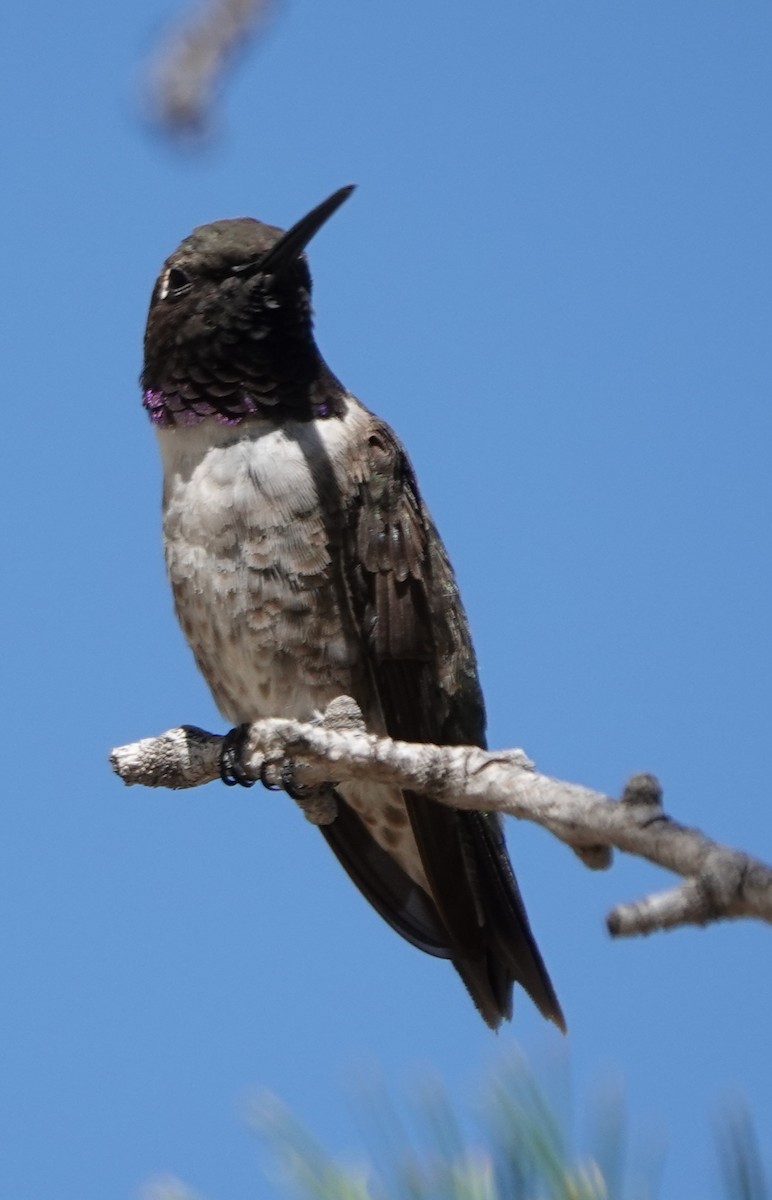 Black-chinned Hummingbird - ML608316439