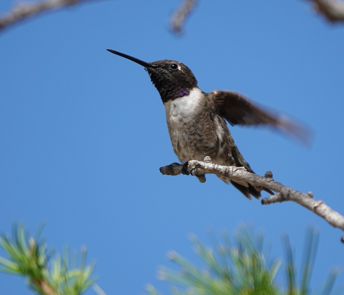 Black-chinned Hummingbird - ML608316440