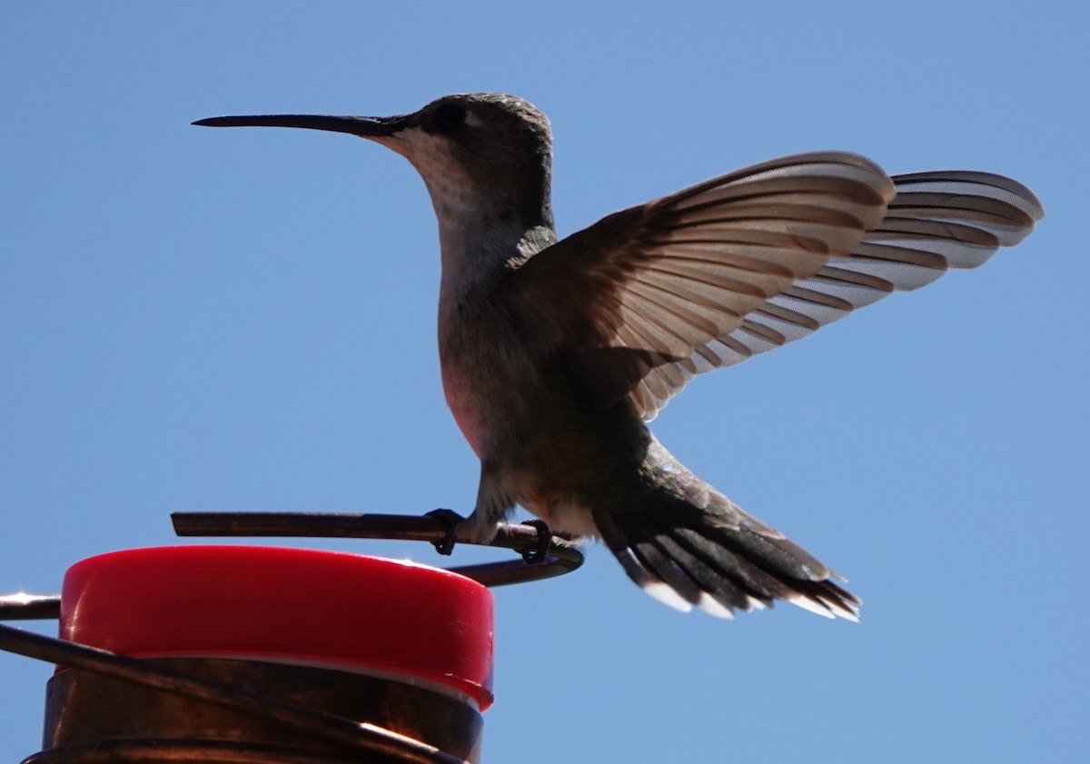 Black-chinned Hummingbird - ML608316441