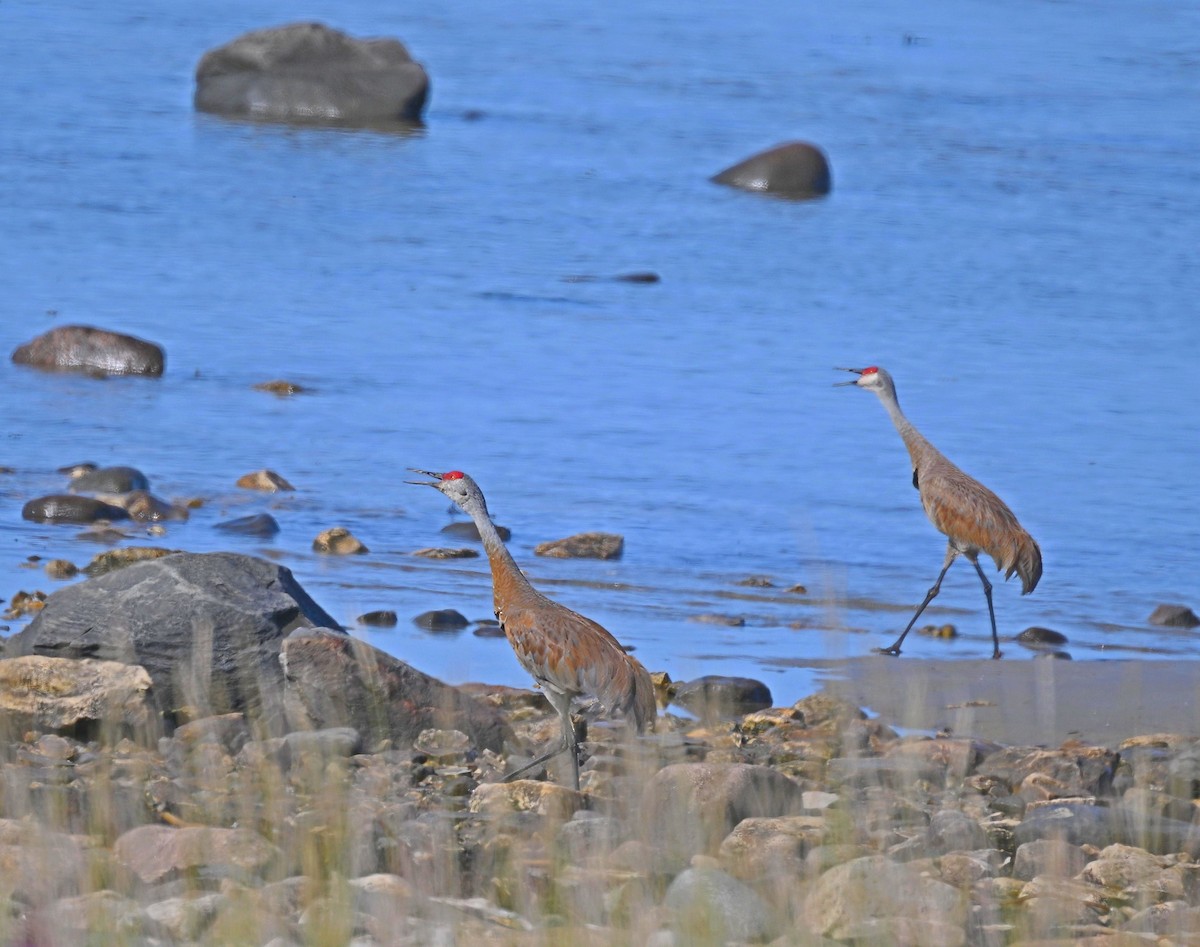 Sandhill Crane - ML608316475