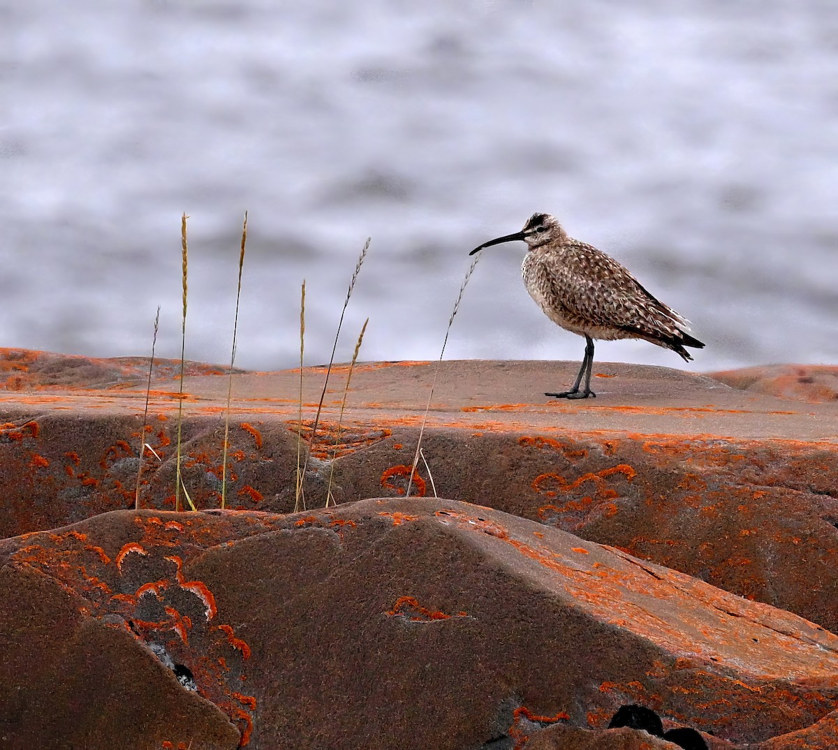 Regenbrachvogel - ML608316511