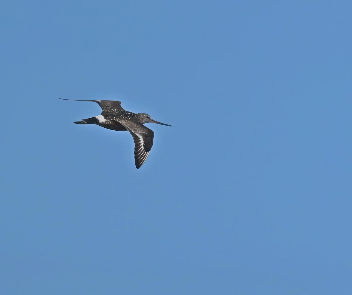 Hudsonian Godwit - ML608316575