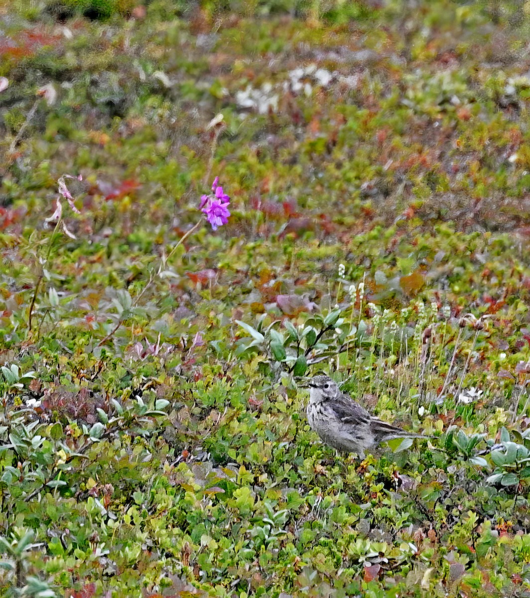 American Pipit - ML608316585