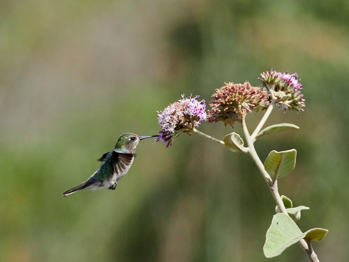 kolibřík čabrakový - ML608316635
