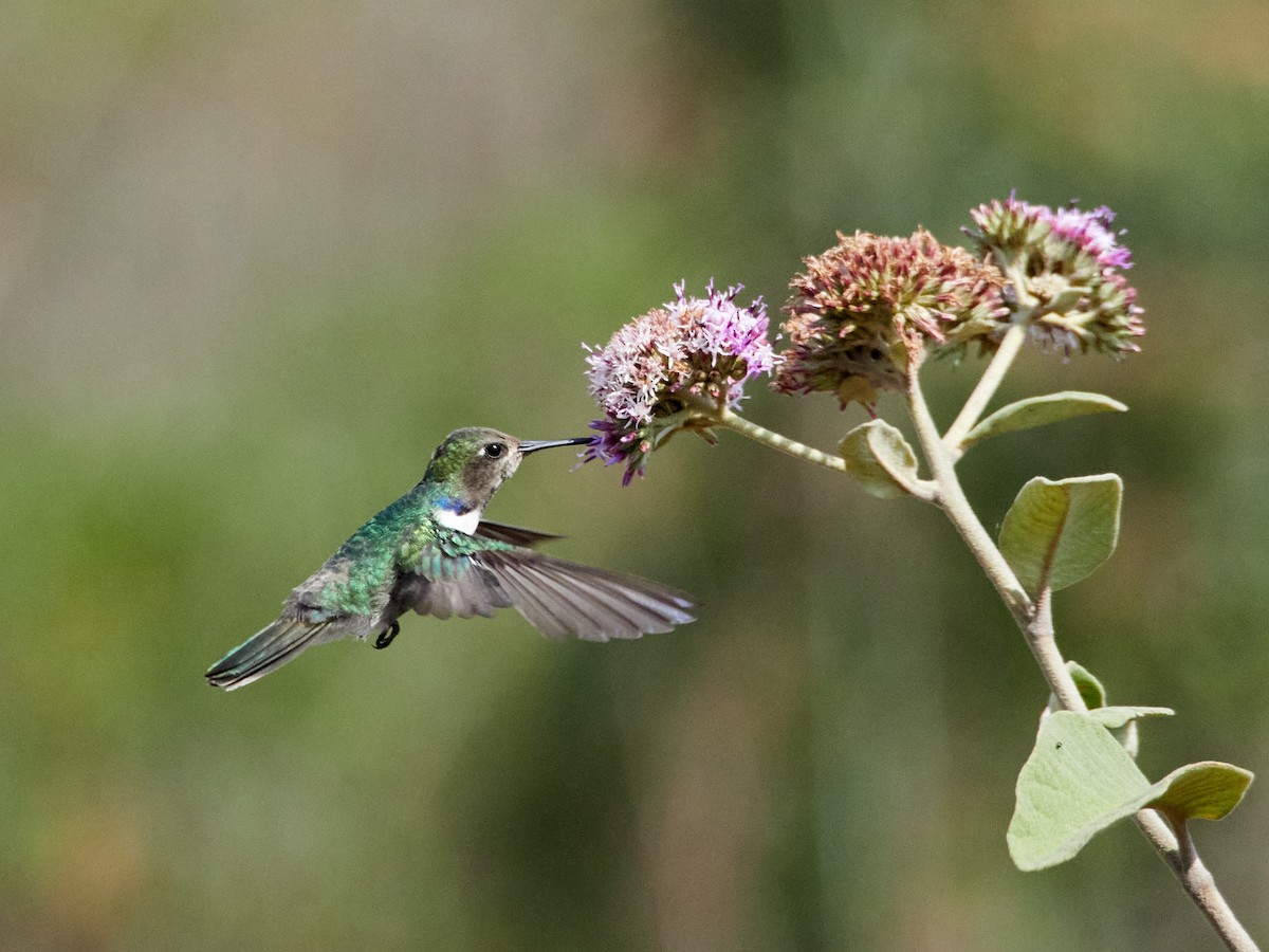 kolibřík čabrakový - ML608316636