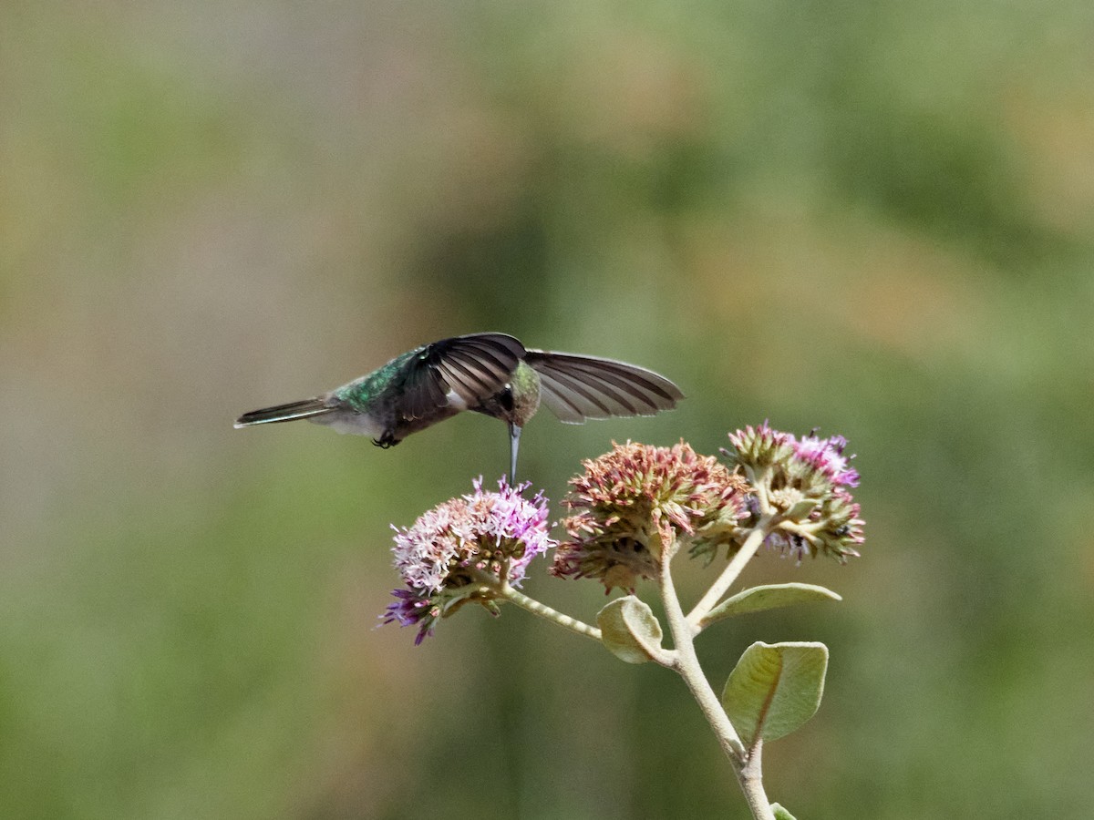 kolibřík čabrakový - ML608316637