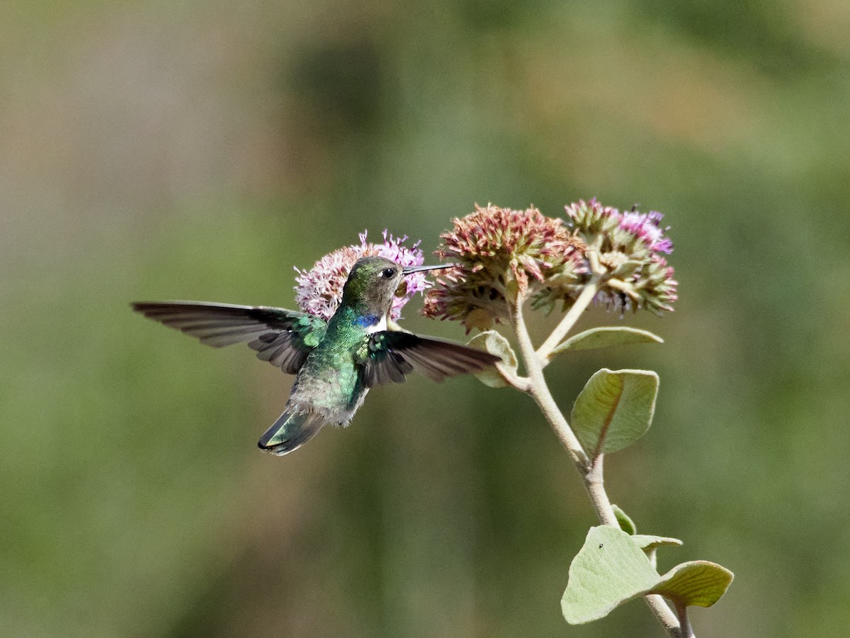kolibřík čabrakový - ML608316638