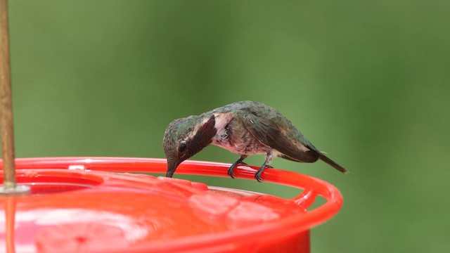 Lucifer Hummingbird - ML608316671