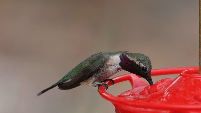 Lucifer Hummingbird - ML608316672