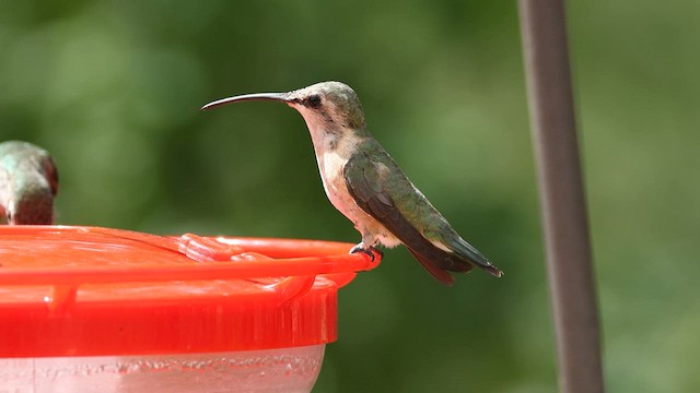 Lucifer Hummingbird - ML608316677