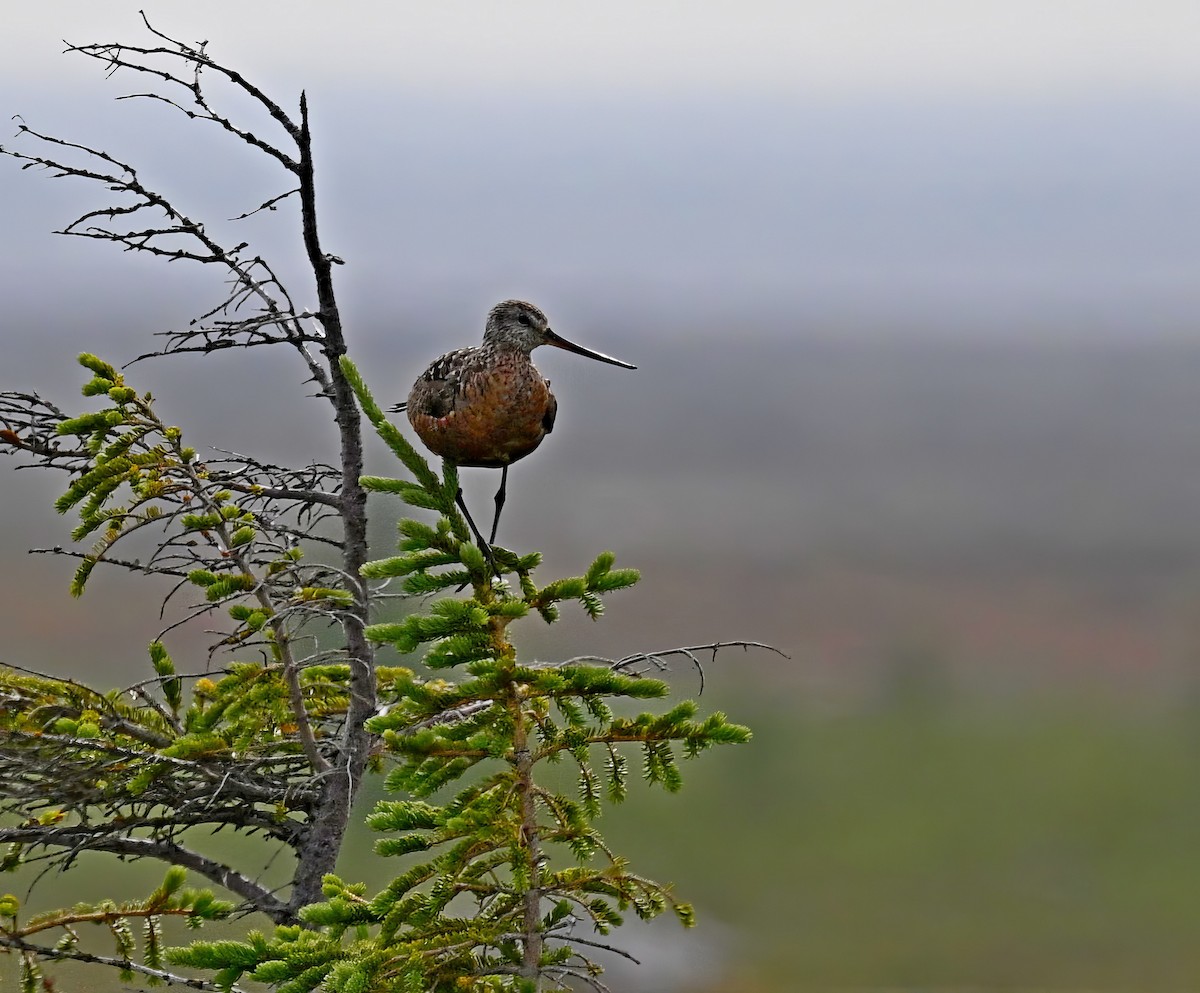 Hudsonian Godwit - Paul Arneson