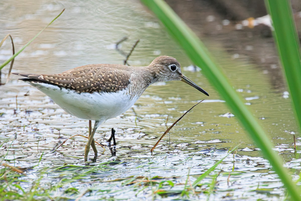 Solitary Sandpiper - ML608316784