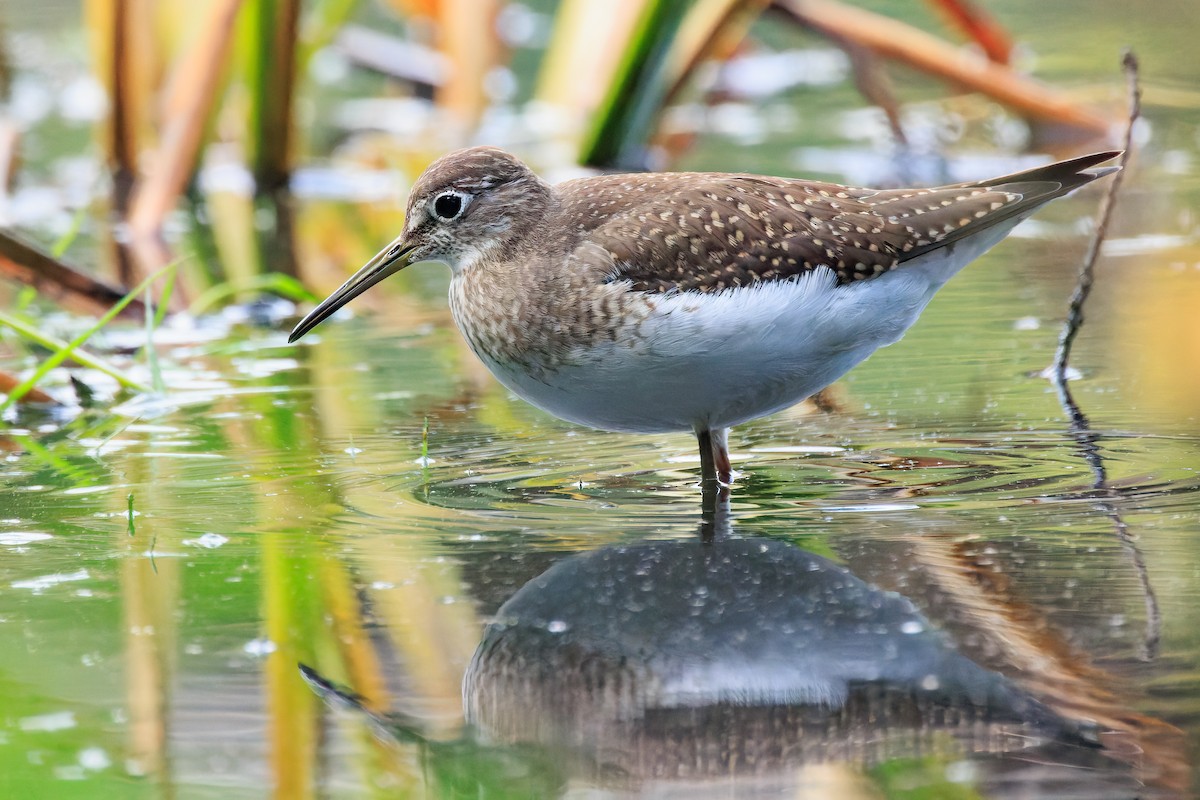 Solitary Sandpiper - ML608316785
