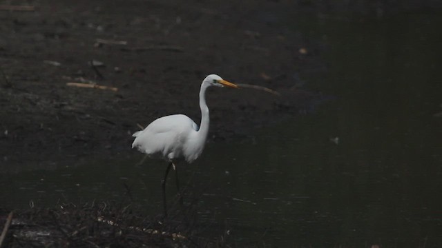 Great Egret - ML608316858