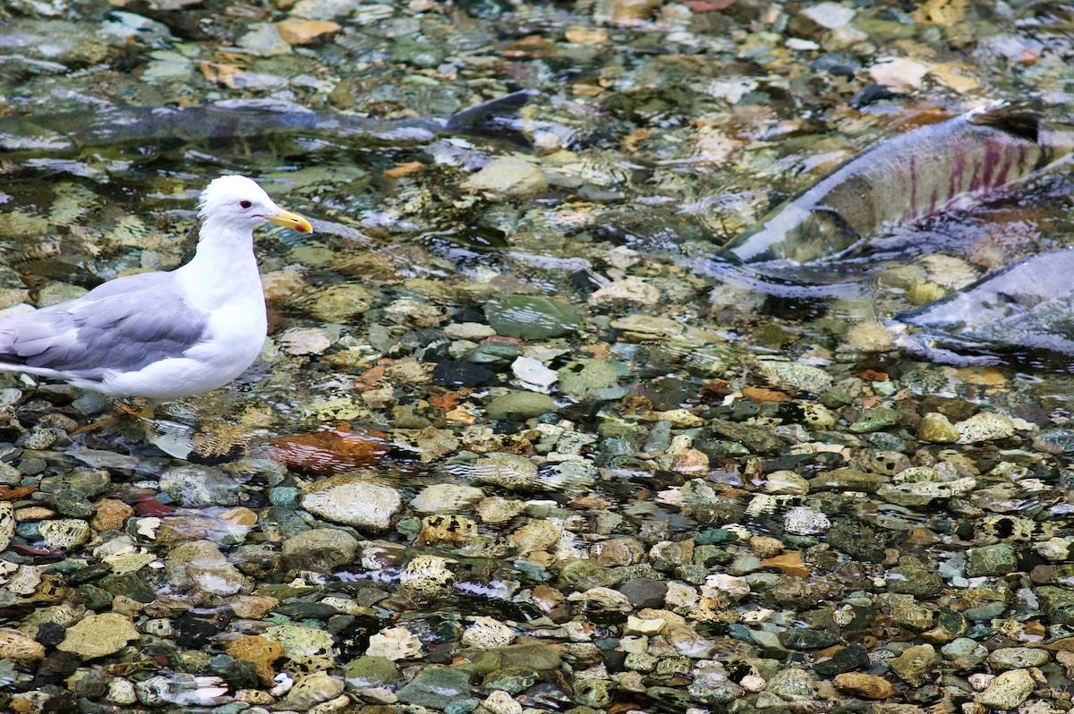 California Gull - ML608316954