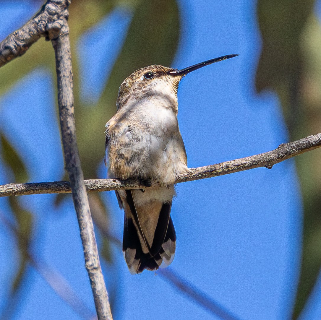 Black-chinned Hummingbird - ML608317146