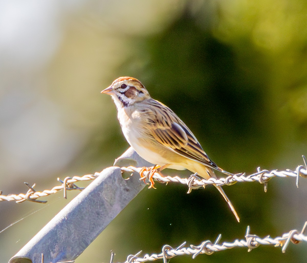 Lark Sparrow - ML608317177