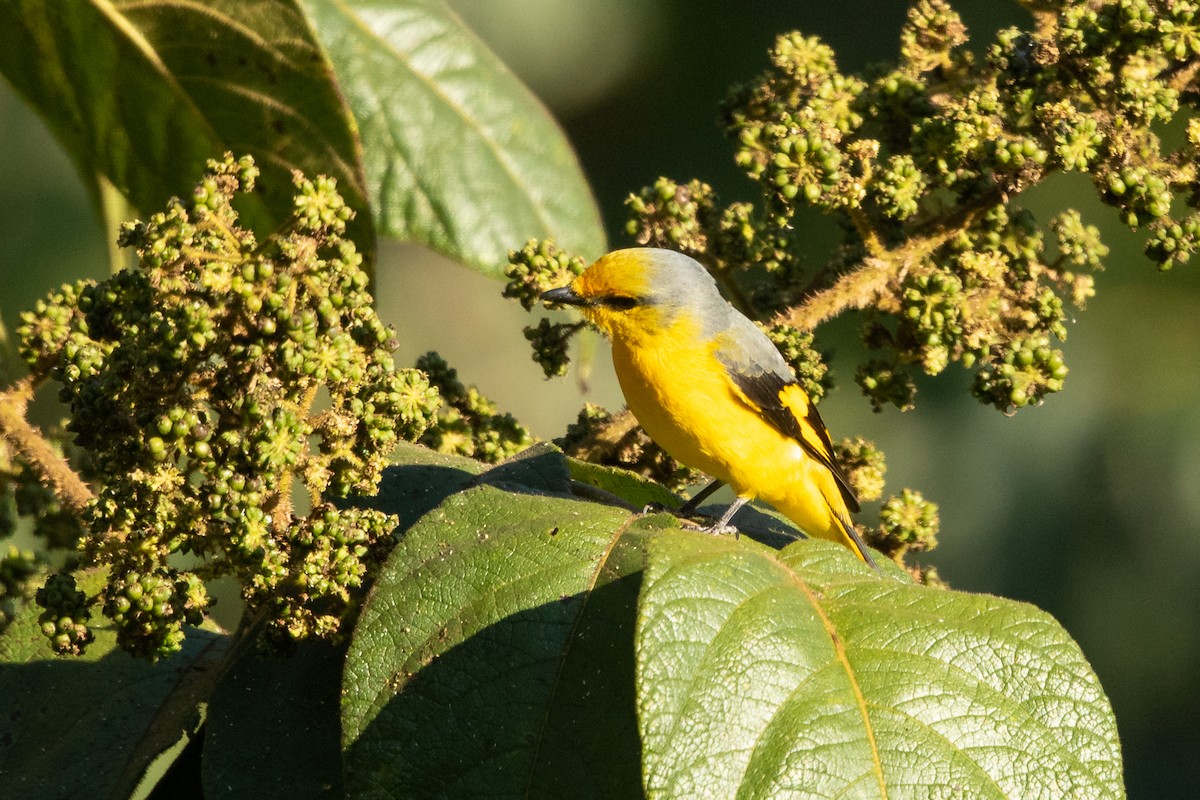 Scharlachmennigvogel - ML608317192