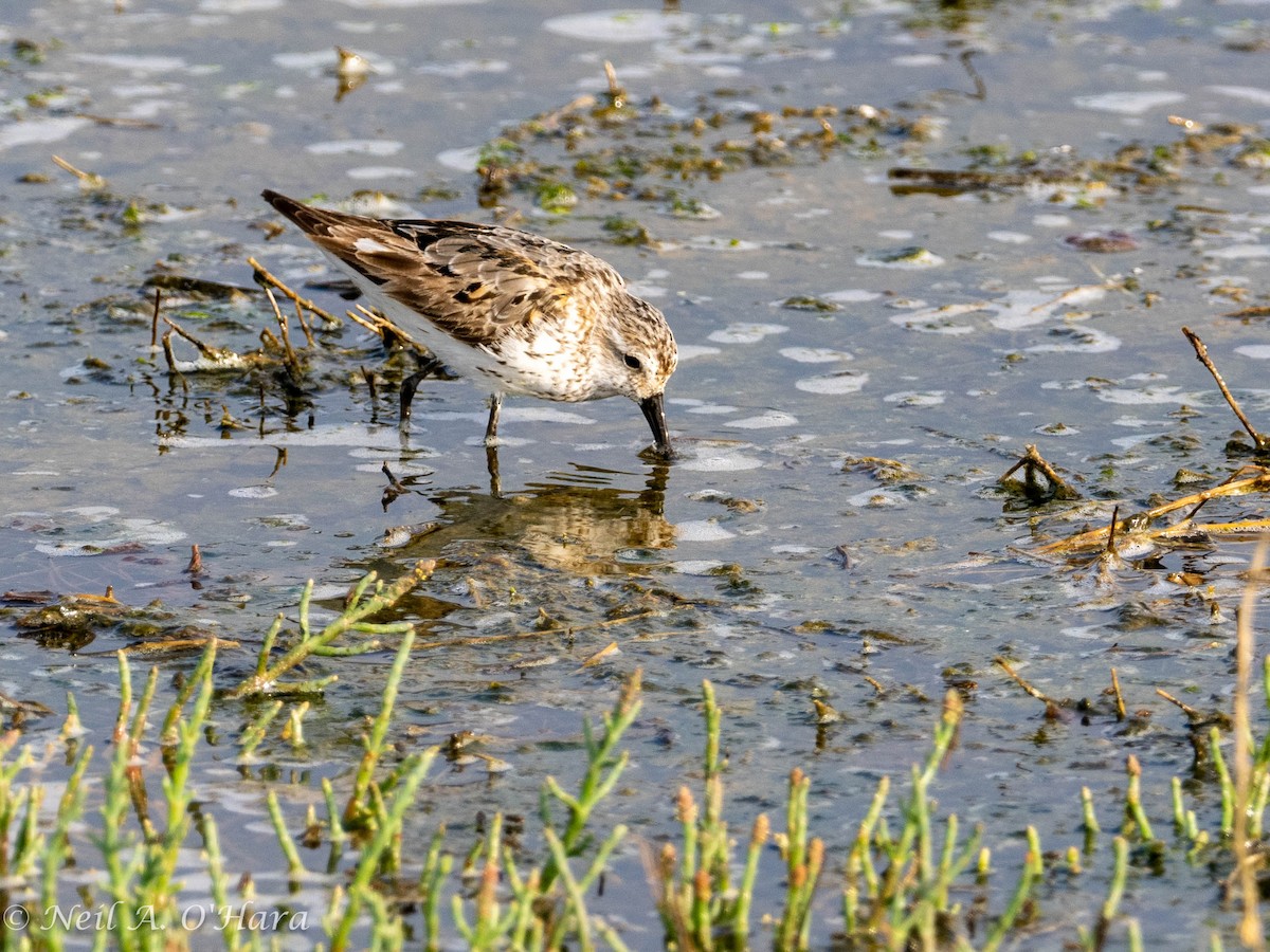 Semipalmated Sandpiper - ML608317194