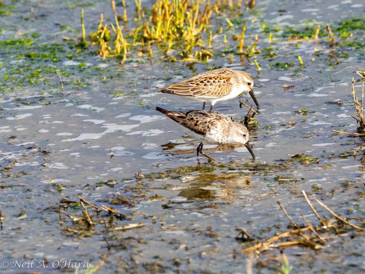 Semipalmated Sandpiper - ML608317197